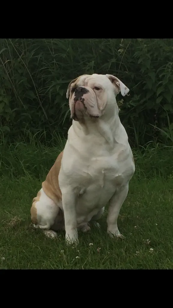 Bild von Otto