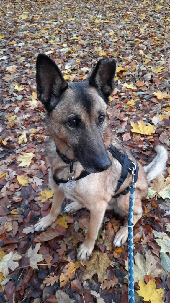 Bild von Josha
