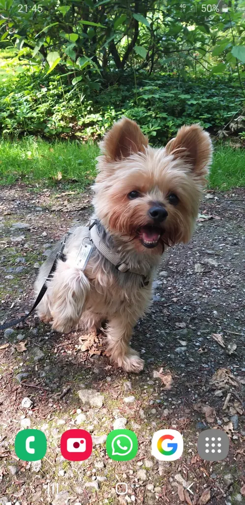 Bild von Tommy