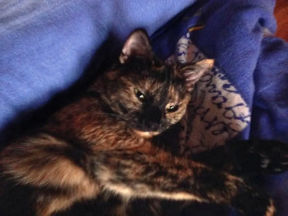Image from Lady