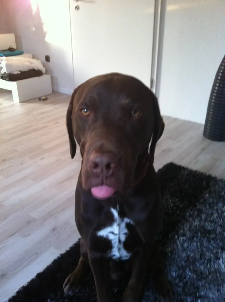 Andachtsbild von Klaus