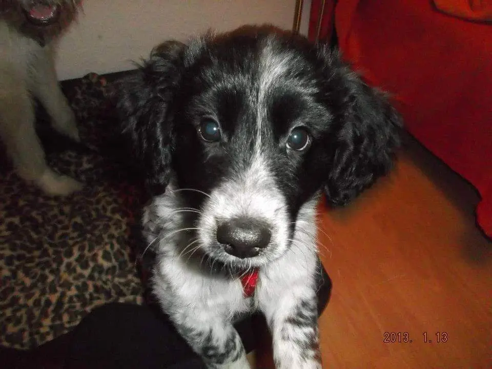 Bild von Balu