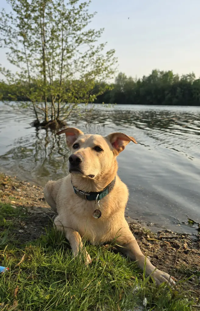 Image from Simba