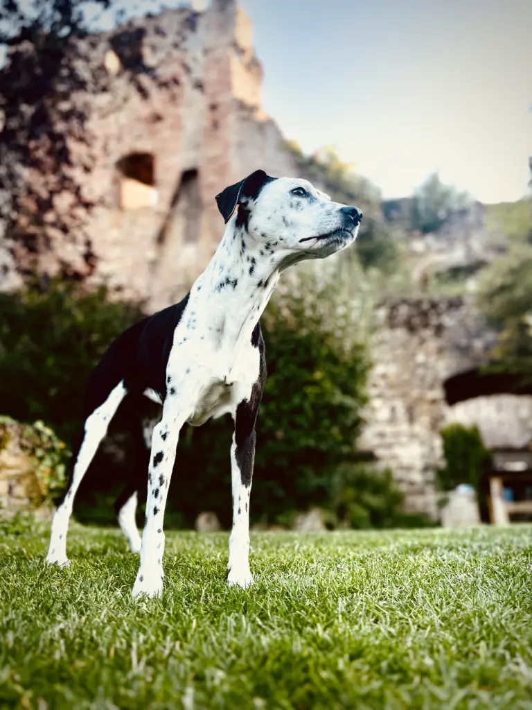 Bild von Sally