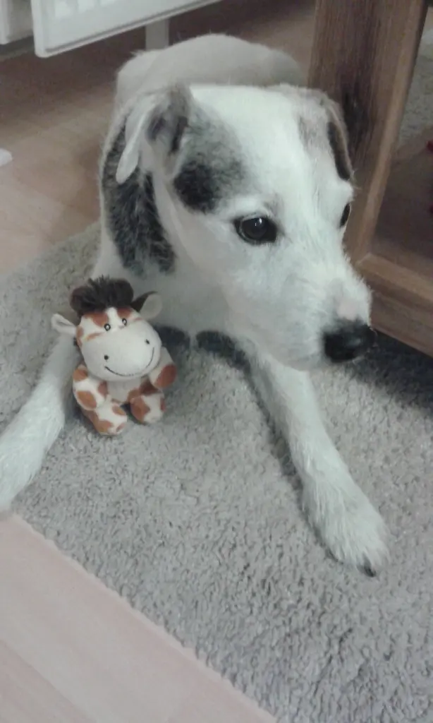 Condolence image of Nina mit Gismo im Herzen