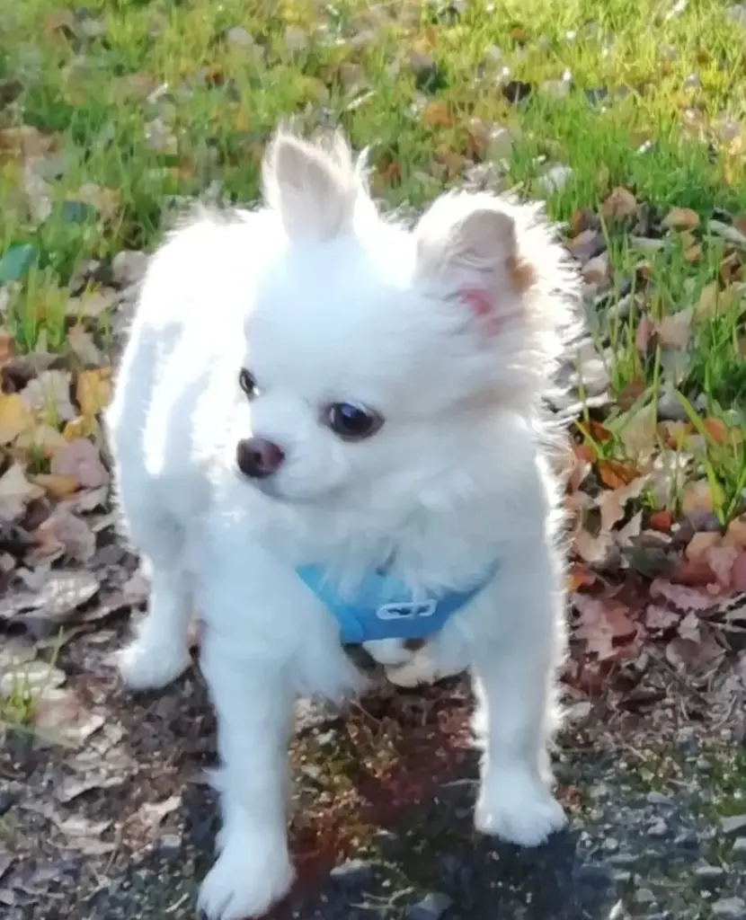 Image from Toto