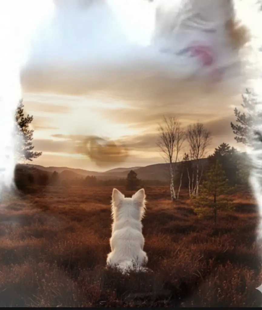 Image from Toto