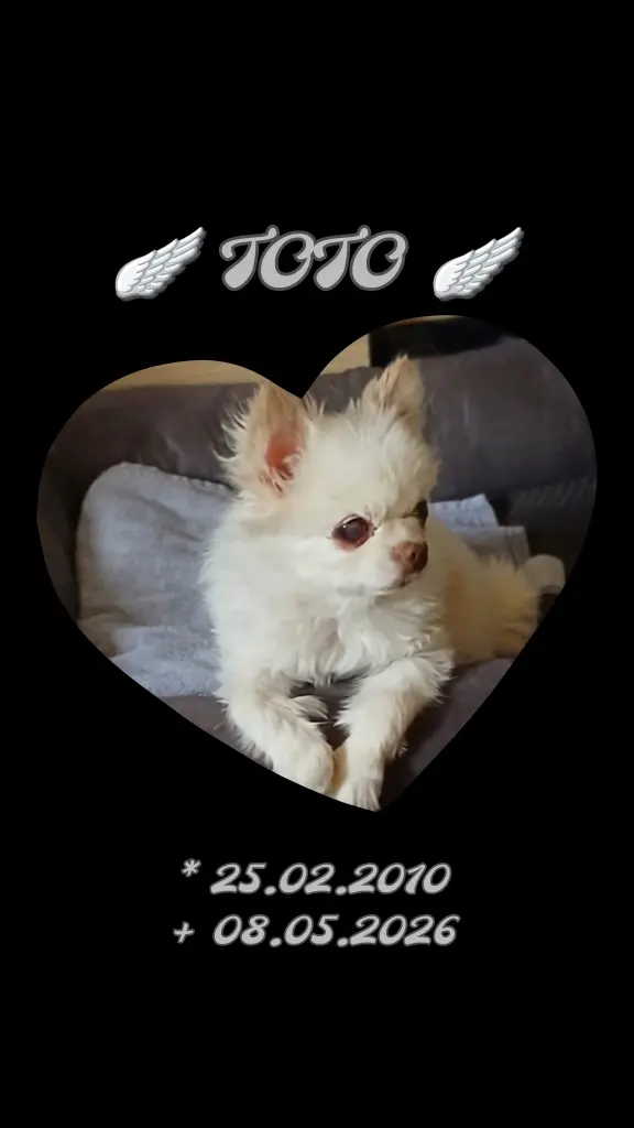 Image from Toto