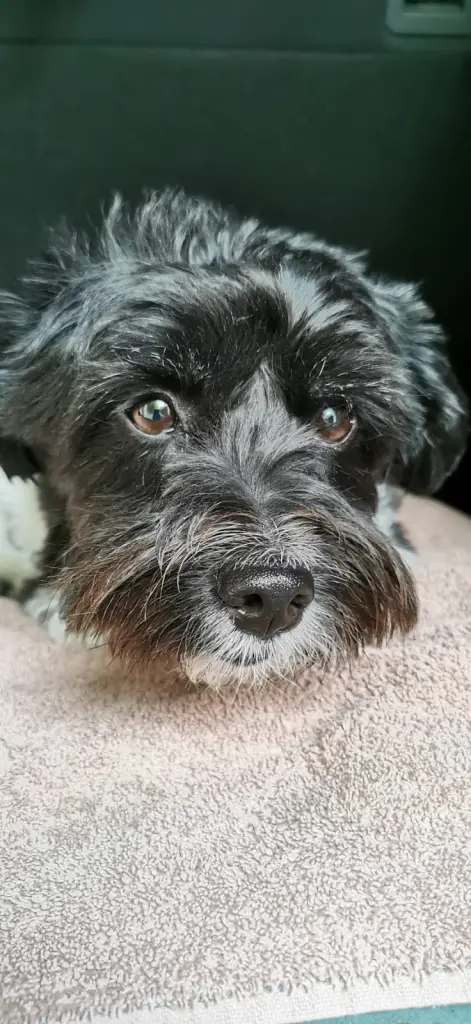 Image from Teddy