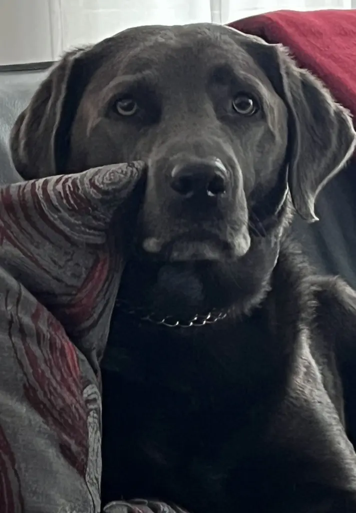 Condolence image of Ella