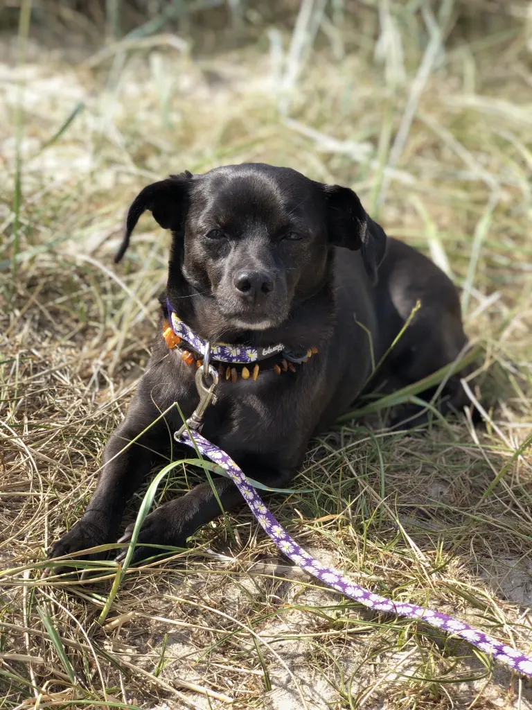 Image from Milka