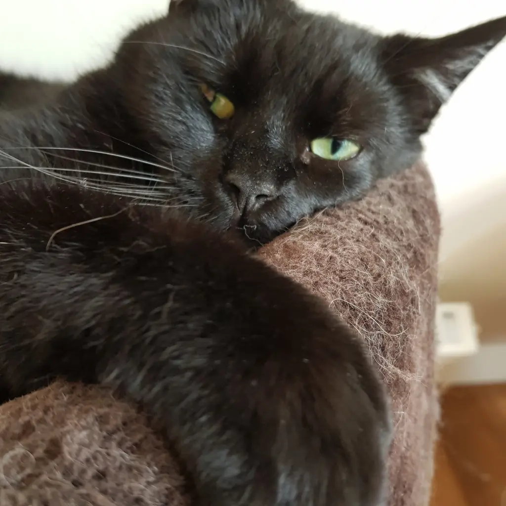 Bild von Tiffy