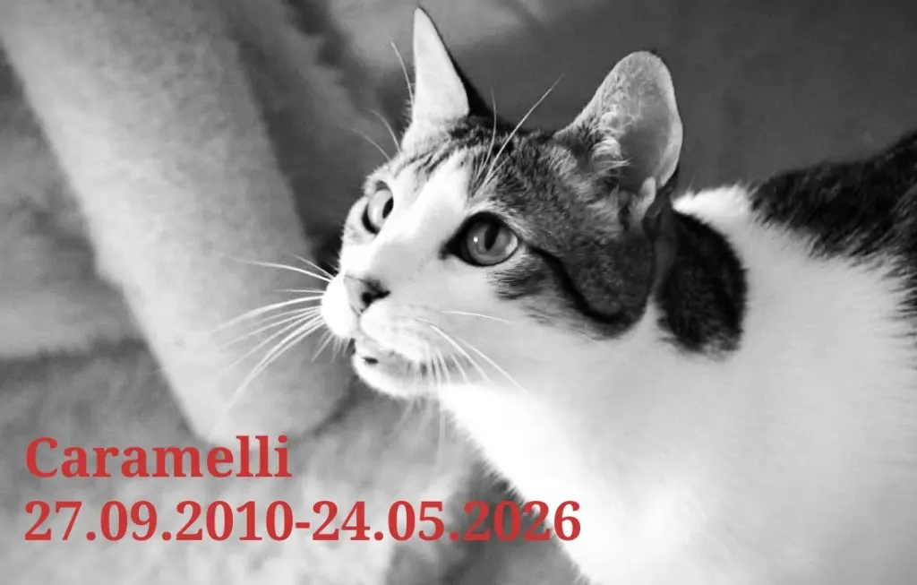 Bild von Caramelli