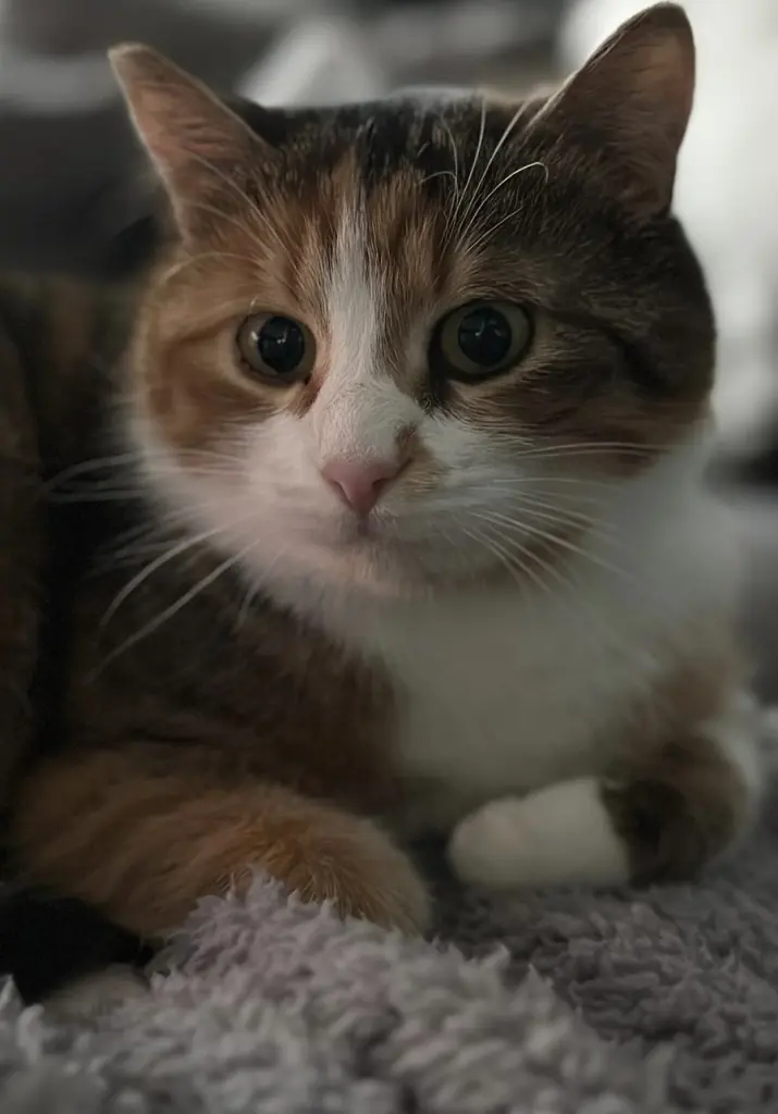 Bild von Moxie