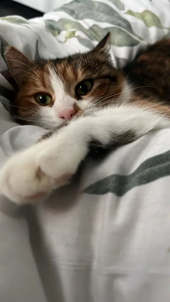 Bild von Moxie