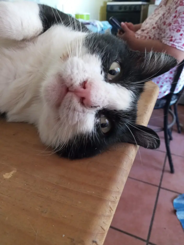Bild von Oreo