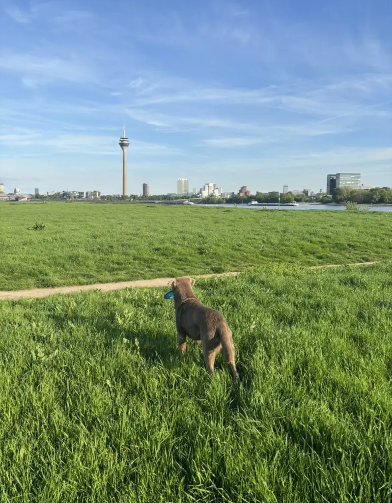 Bild von Leo