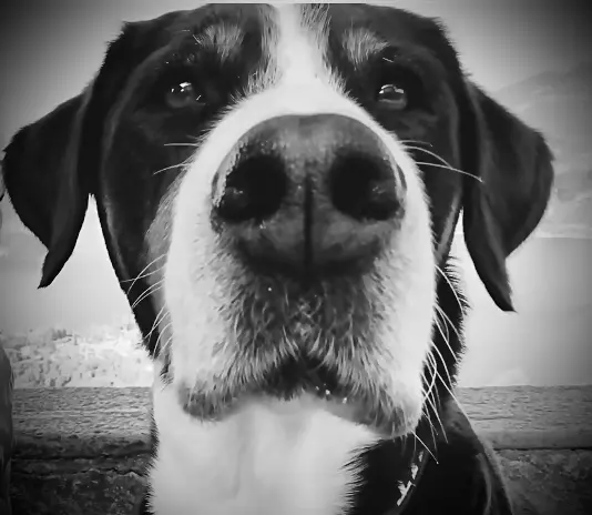 Image from Elfie
