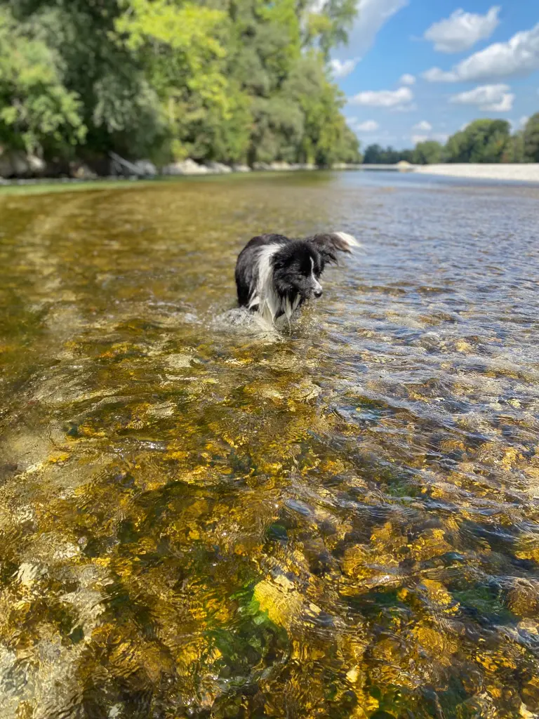 Bild von Pinto