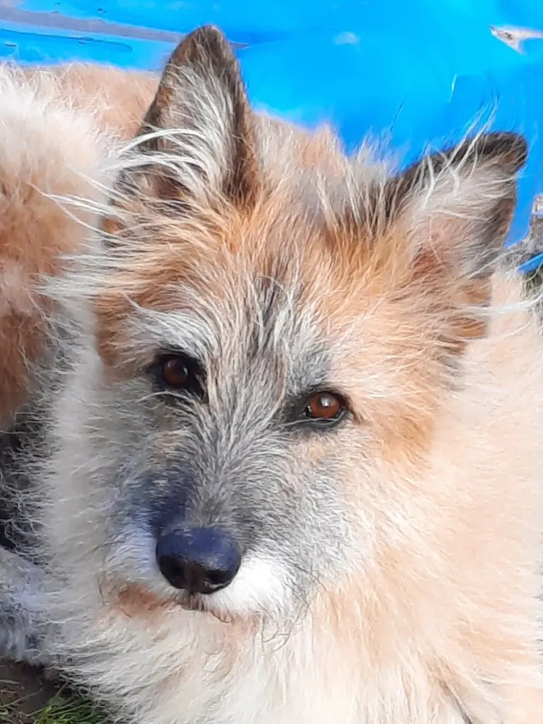 Bild von Tigger