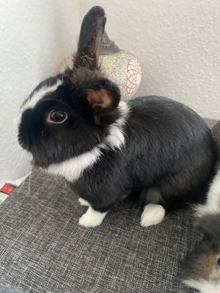 Bild von Sisi