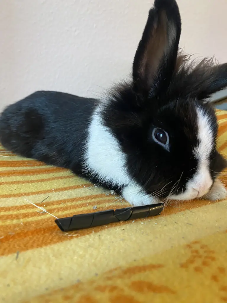 Bild von Sisi