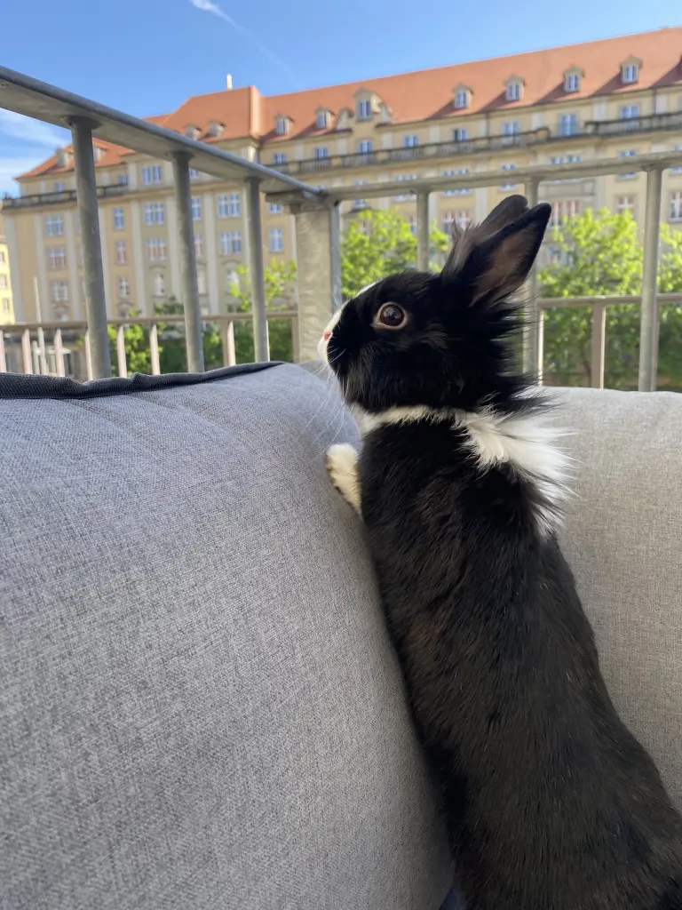 Bild von Sisi