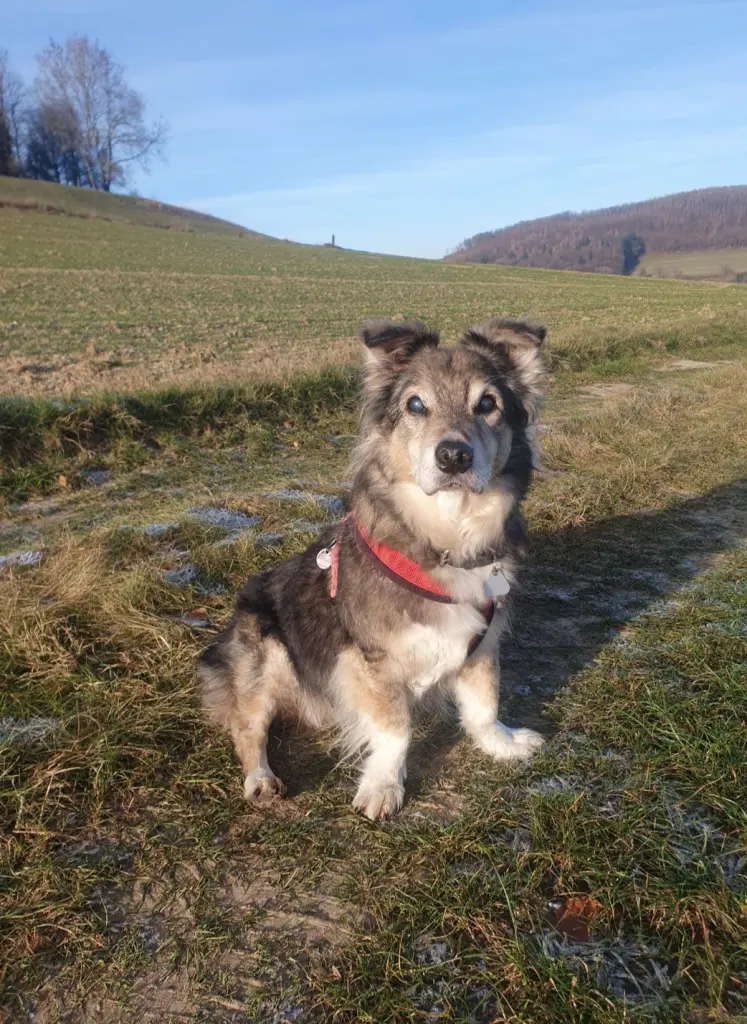 Bild von Nick