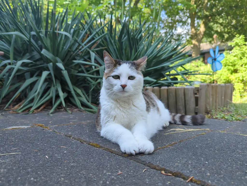 Bild von Susi
