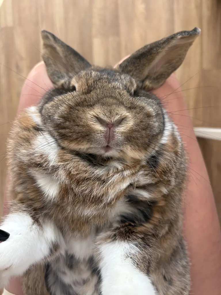 Bild von Waffle