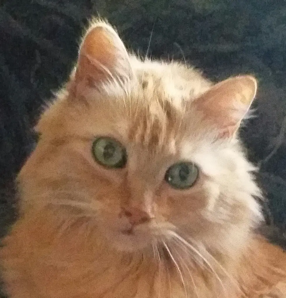 Condolence image of Silke