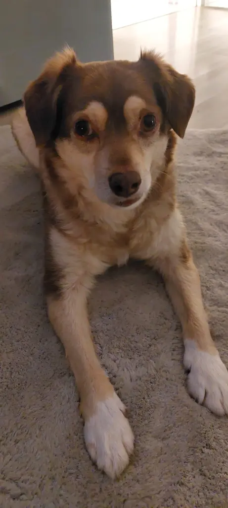 Bild von Buddy
