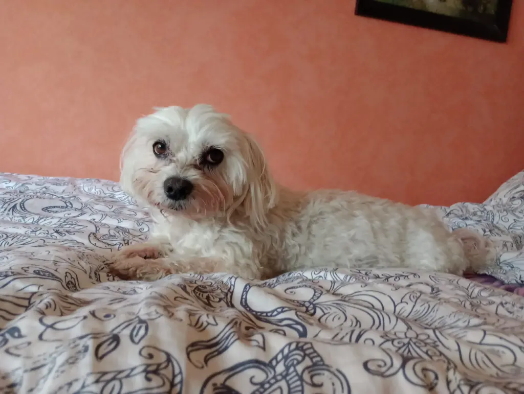 Bild von Alf