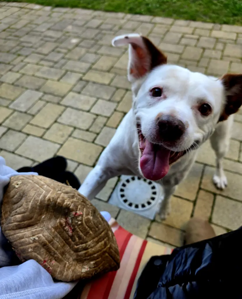 Bild von Bella