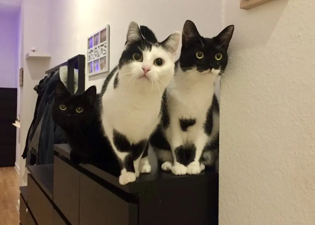 Batman (rechts) mit seiner Schwester (Mitte) und Bruder (links)