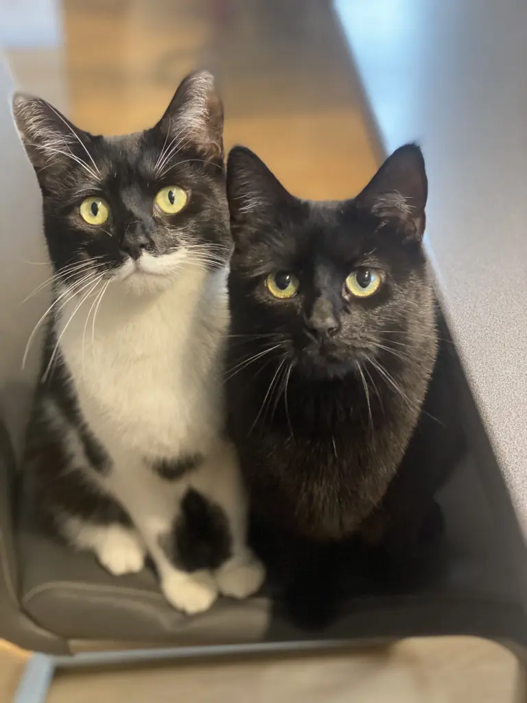 Batman & Blacky