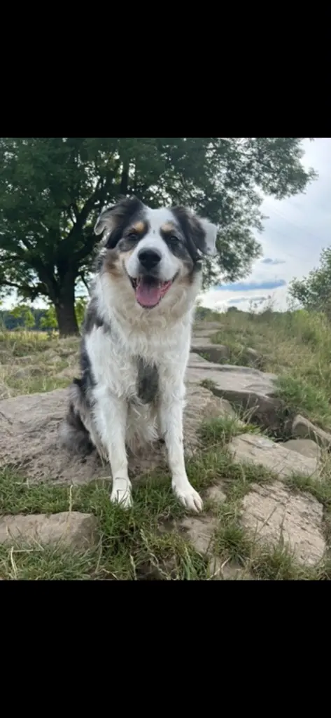 Er war immer so gerne auf der Hundewiese