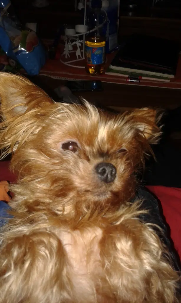 Bild von Bessy