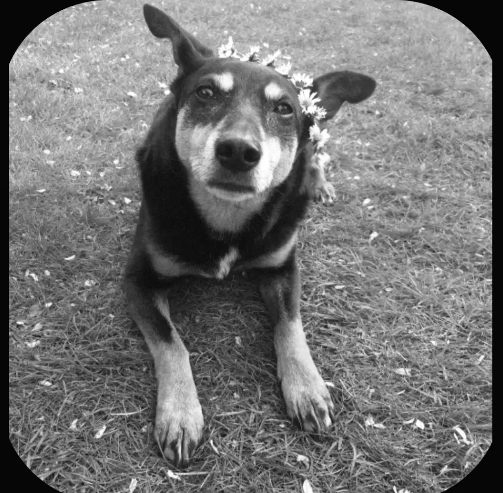 Image from Bella