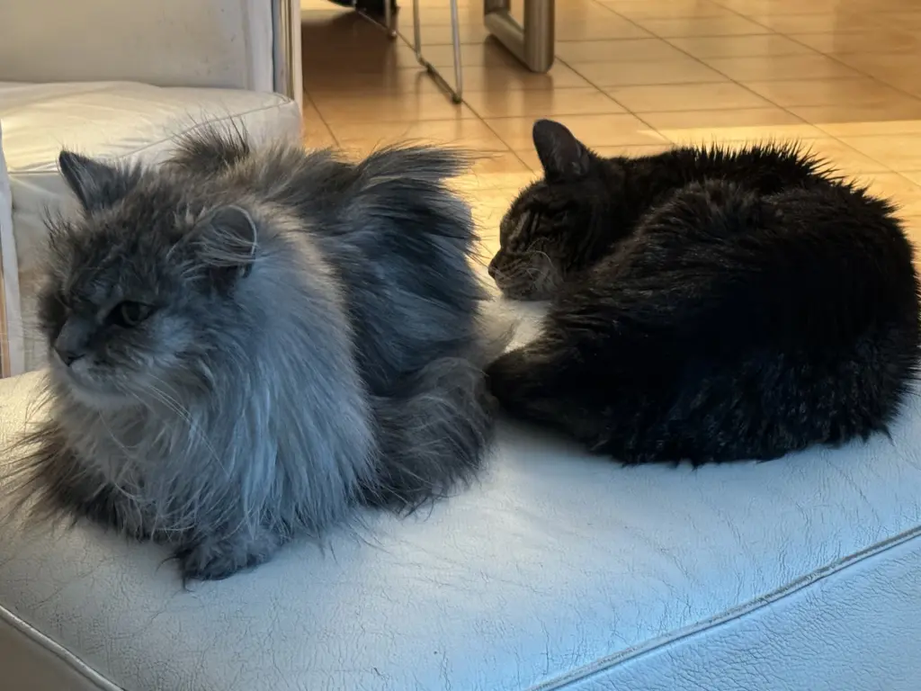 Lyly & Murphy