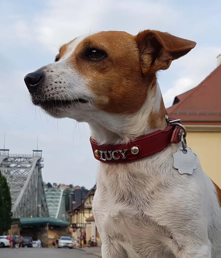Image from Lucy Mäuschen