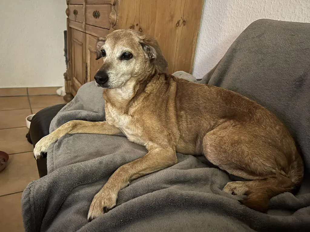 Bild von Lasa