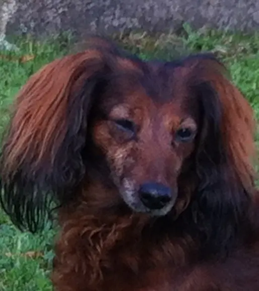 Image from Biene