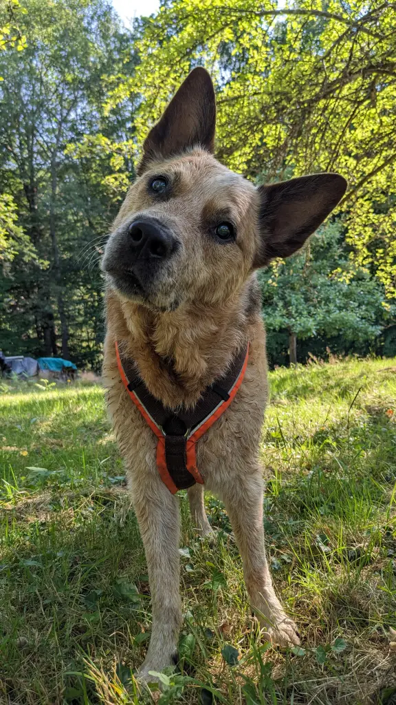 Bild von Tucker
