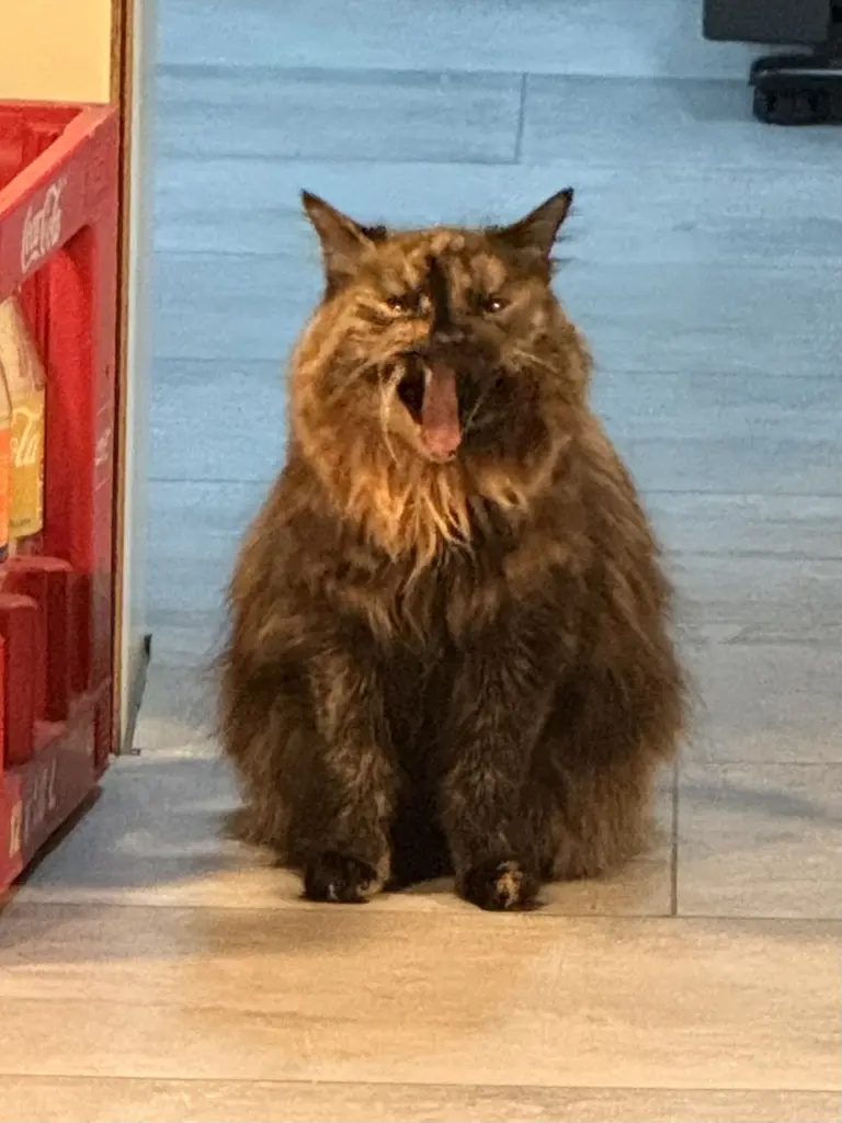 Bild von Ella