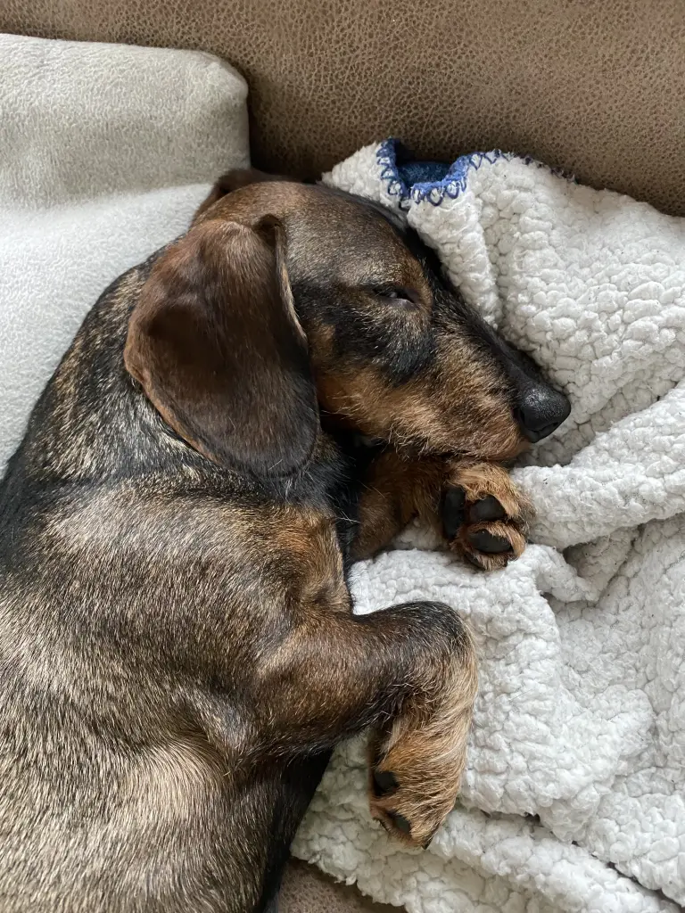 Nun schlaf gut, mein Schatz 🖤🐾