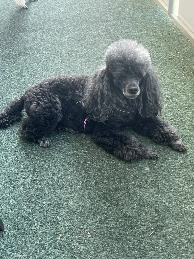 Image from Luna