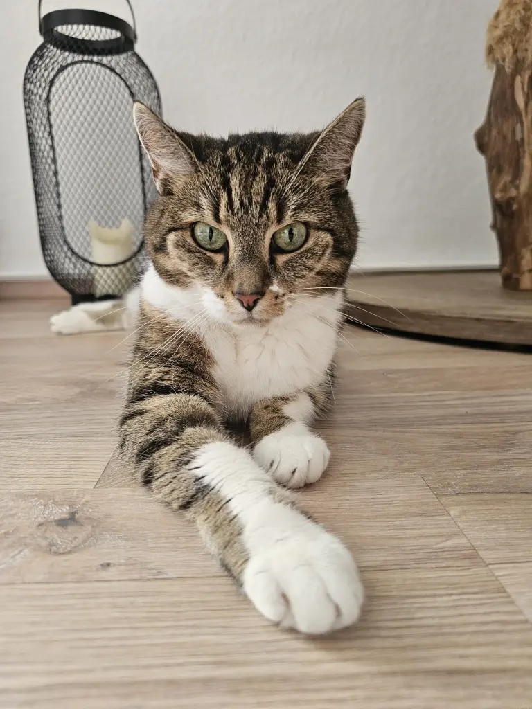 Bild von Kira