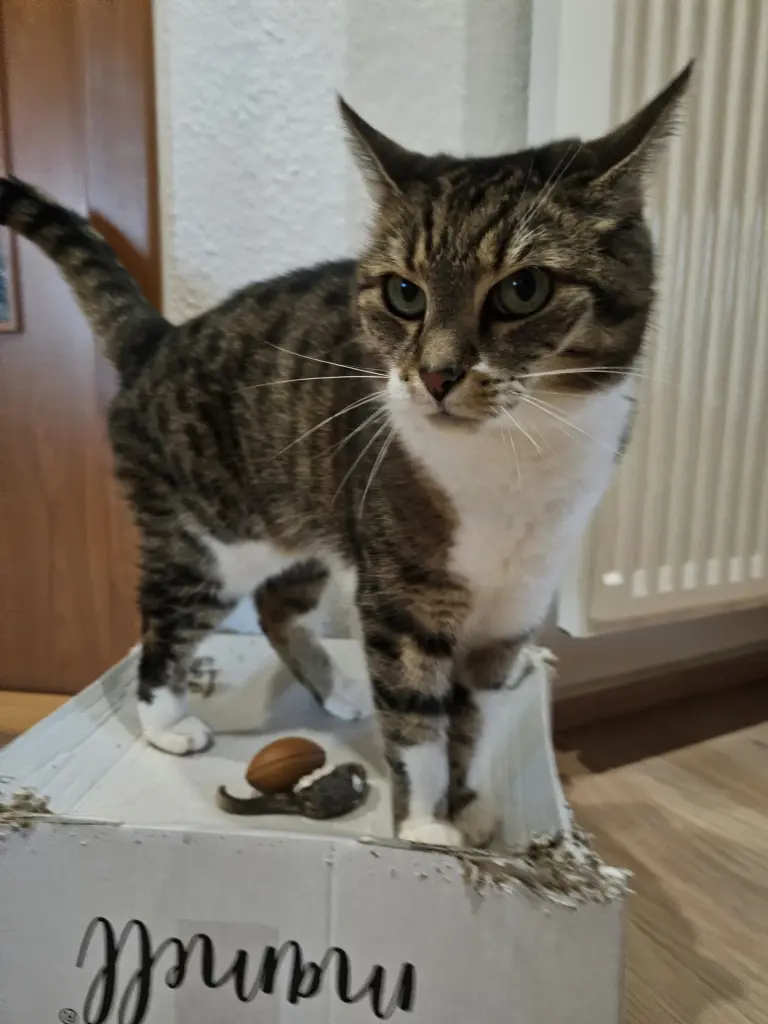 Deine Pappkiste