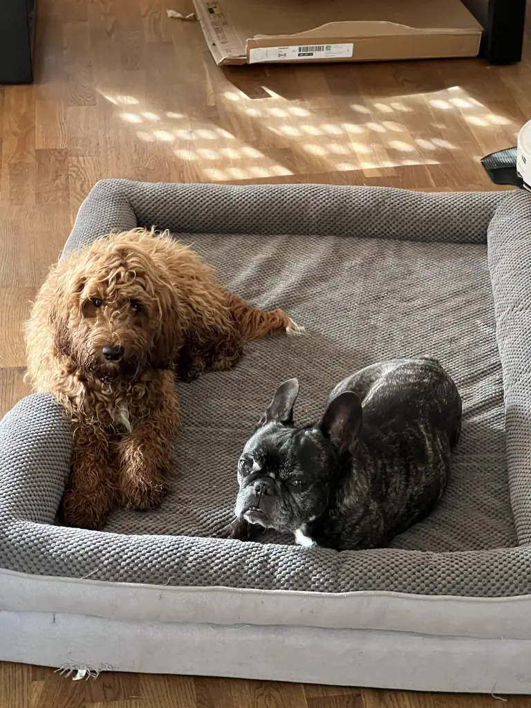 Andachtsbild von Lea und Michi mit Dobby und Lily